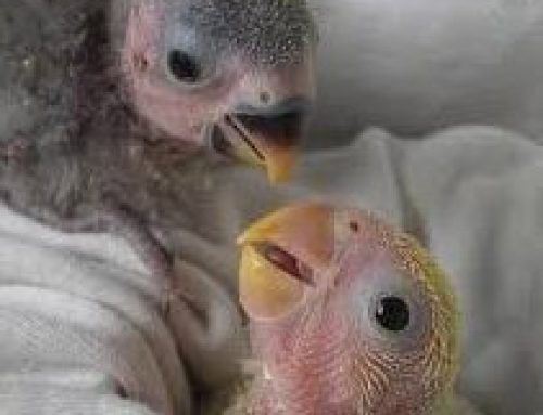 Aves papilleras